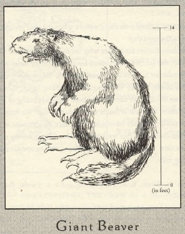 Giant Beaver