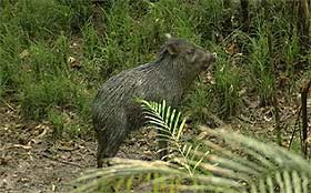 Giant Peccary