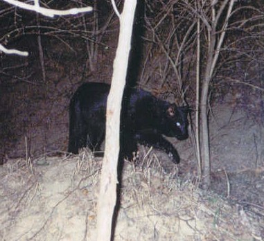 Illinois Mystery Cat