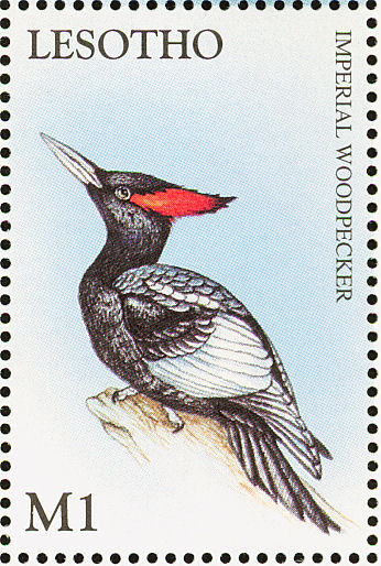 Imperial Woodpecker