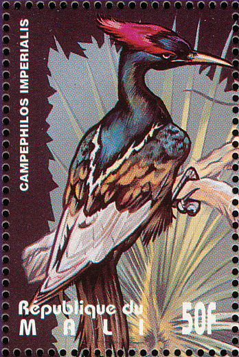 Imperial Woodpecker