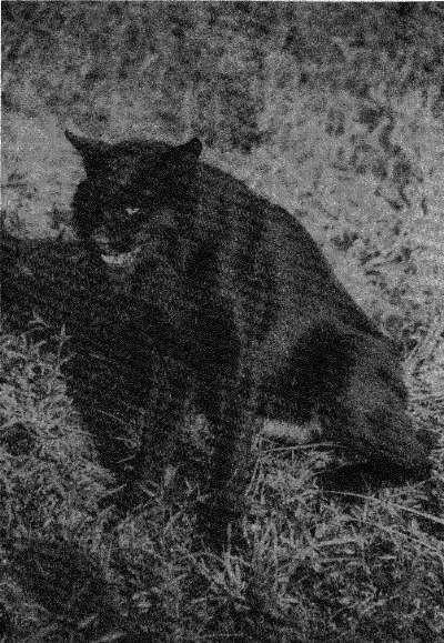 Florida Black Bobcat