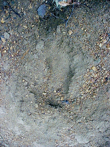 Large bare foot Bigfoot track, Mt. St. Helens