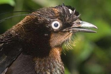New Bird New Guinea