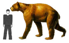 Grolar Bear