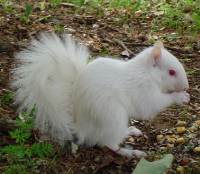 Albino Squirrel