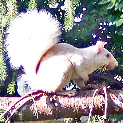 White Squirrel