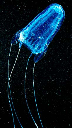 Box Jellyfish