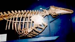 Beluga Whale Skeleton