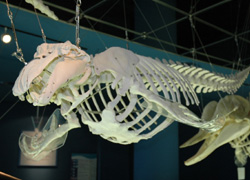 Beluga Whale Skeleton