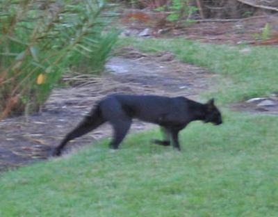 Black Bobcat