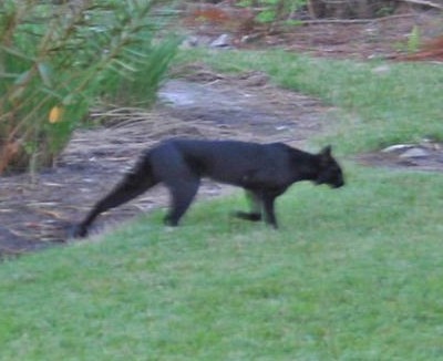 Black Bobcat