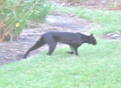 Black Bobcat