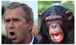 Bush Chimp