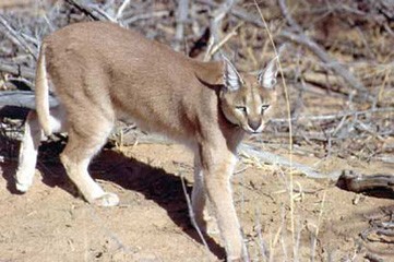 Caracal