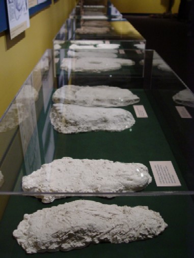 Footprint Casts