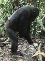 Chimp With Stick