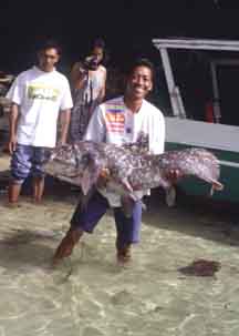 Indonesian Coelacanth