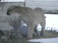 Captured Cougar