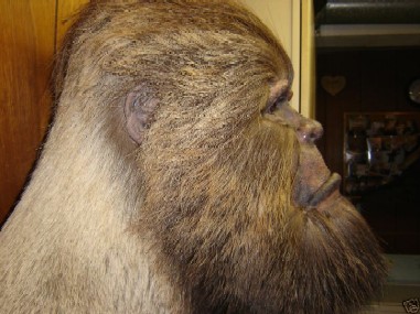 Stuffed Sasquatch