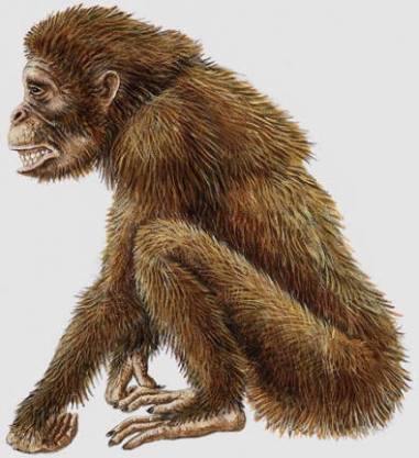 Dryopithecus