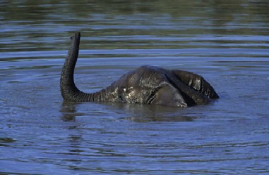 Elephant Swimming