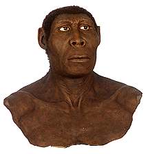 Homo Erectus