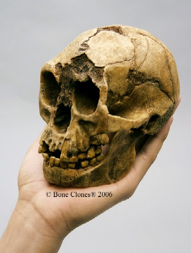 Hobbit Skull