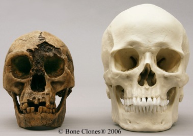 Hobbit Skull