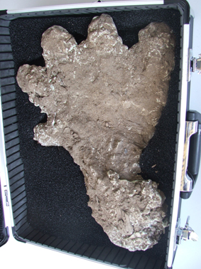 Malaysian Bigfoot Footprint Cast