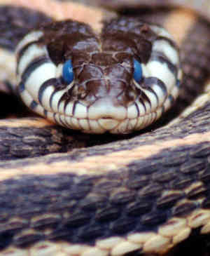 Blue-Eyed Garter Snake