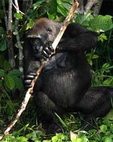 Gorilla With Stick
