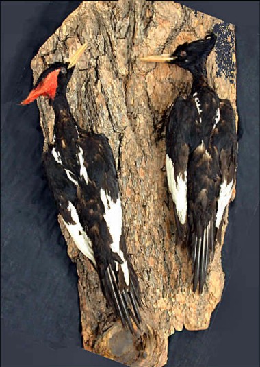 Imperial Woodpecker