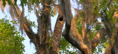 Ivory Bill Study Site