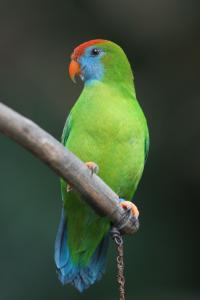 New Parrot