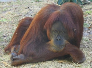 Orangutan