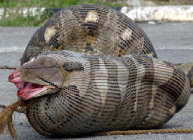 Python Swallows a Sheep