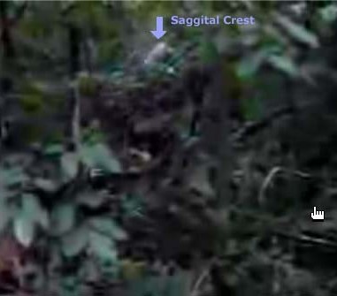 Wisconsin Bigfoot Video Screencap