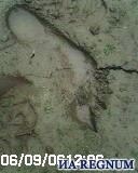 Russian Yeti Tracks