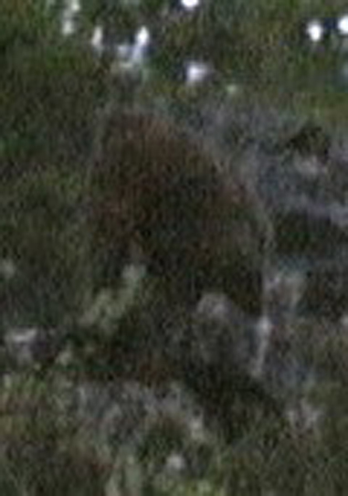 Sylvanic Cropped Image