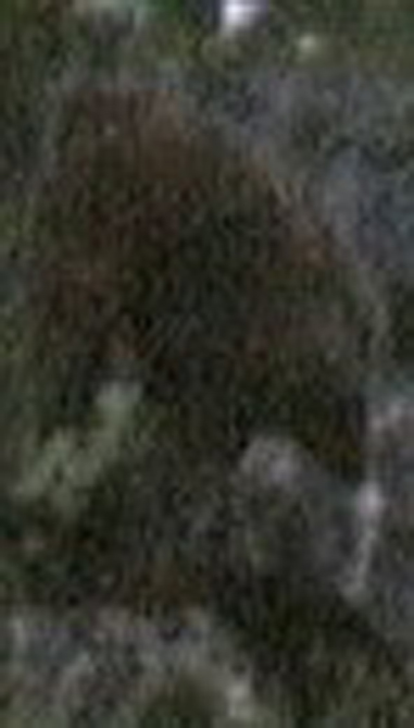 Sylvanic Cropped Image