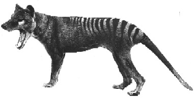 Tasmanian Tiger