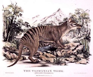 Tasmanian Tiger