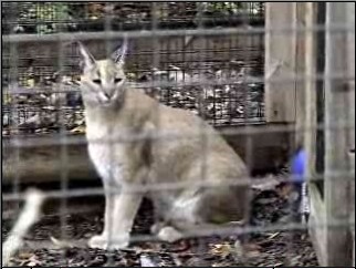 Tennessee Wildcat