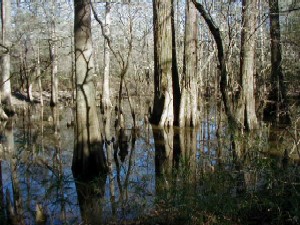 Big Thicket National Preserve