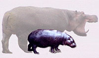 dwarf hippo