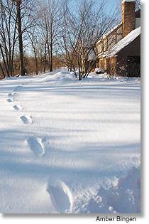 Farmington Wisconsin Bigfoot Tracks