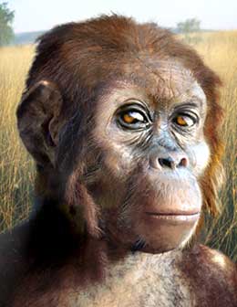 New Fossil Ape