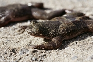 lungfrog1