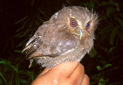 long-whiskered owlet